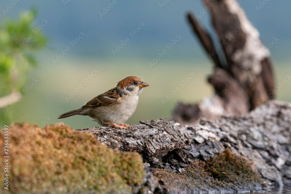 Eurasian tree sparrow (Passer Montanus) sitting near a small pond in the forest Eurasian tree sparrow (Passer Montanus) sitting near a small pond in the forest