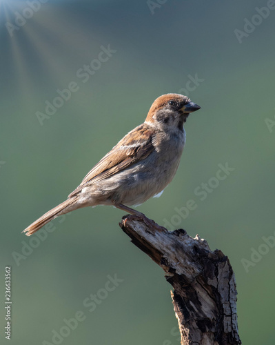 Eurasian tree sparrow (Passer Montanus) sitting sideways on a branch.