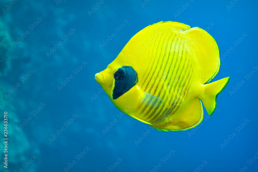 Naklejka premium Masked Butterfly fish