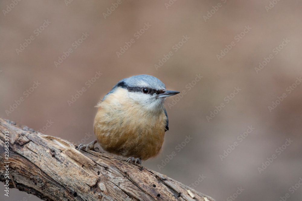 European nuthatch (Sitta europaea) on a tree bark
