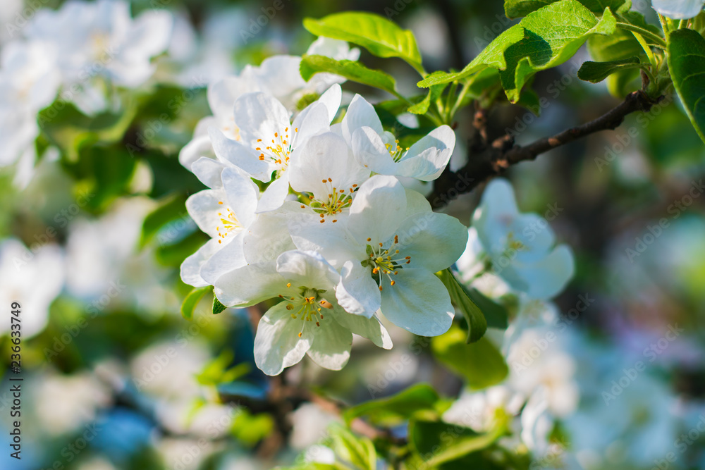 Obraz premium Apple tree blooms in spring