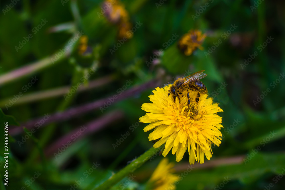 beautiful yellow dandelions in the natural environment beautiful yellow dandelions in the natural environment