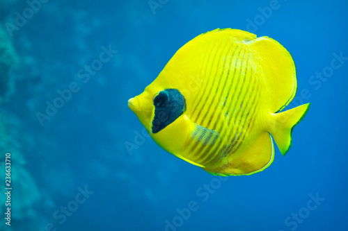 Masked Butterfly fish