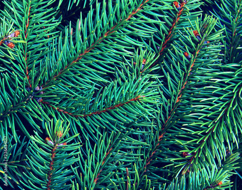 Background of pine branches.