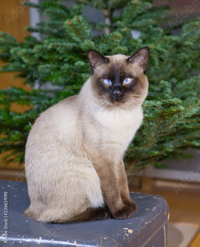 cat sitting next to the Christmas fir © Konstantin Kulikov