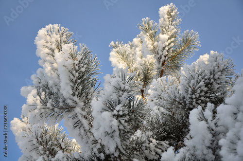 Covered with frost pine branches on a frosty Sunny day.