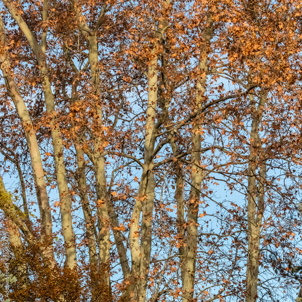 Fototapeta premium Saint-Miter park in Aix-en-Provence