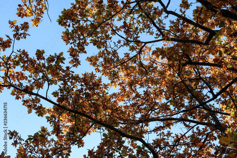 Fototapeta premium yellow tree in autumn