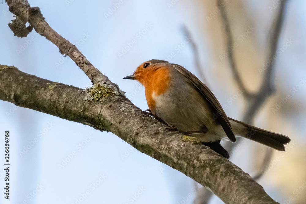 familiar robin in a garden