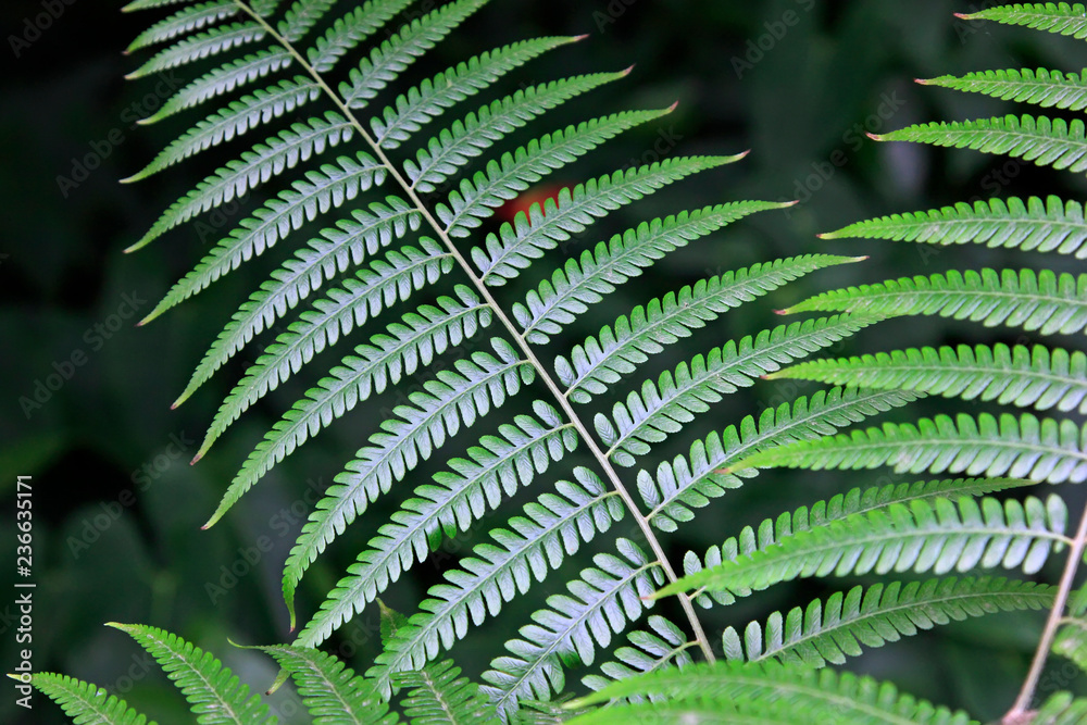 plants pinnate leaves plants pinnate leaves