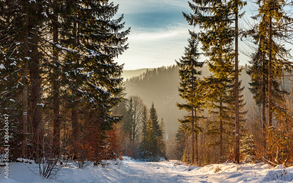 Obraz premium A forest road on a winter morning