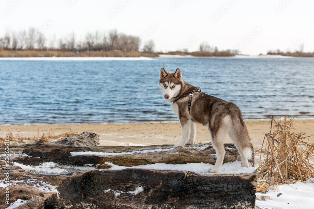 Portrait of husky dog. Dog admire the winter snowy beach and sea.