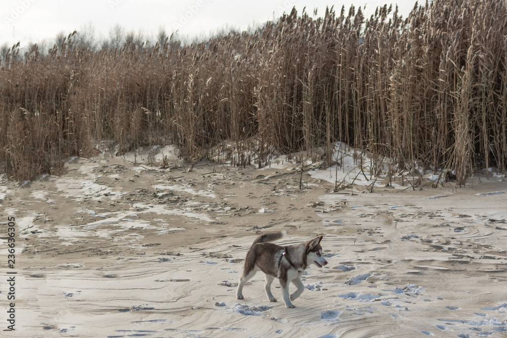 Husky puppy playing in a snow. Funny pet outside. Husky puppy playing in a snow. Funny pet outside.
