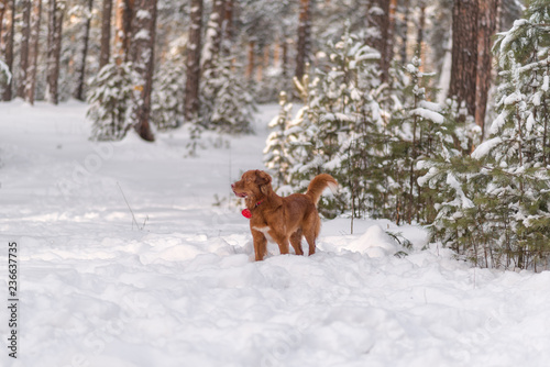 Fototapeta Naklejka Na Ścianę i Meble -  red-haired dog in winter