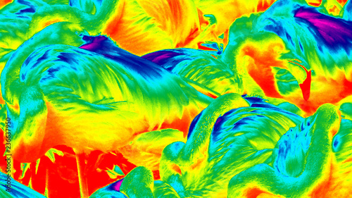 infrared photo of flamingos photo