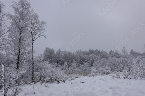 An early, misty winter morning, all around is a lot of snow and the whole area looks gray; Snowy forest is visible in the background