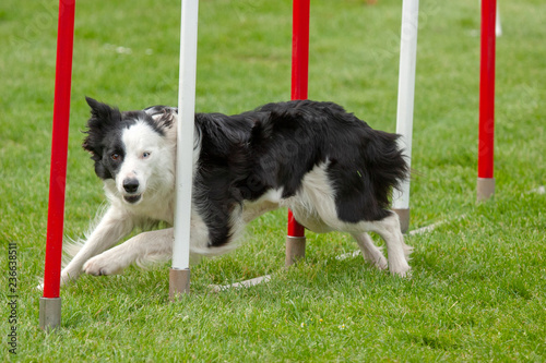 Border collie noir et blanc en agility