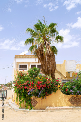 Palm tree and flowering Bush on the background of the house and stone fence. Pink flowers