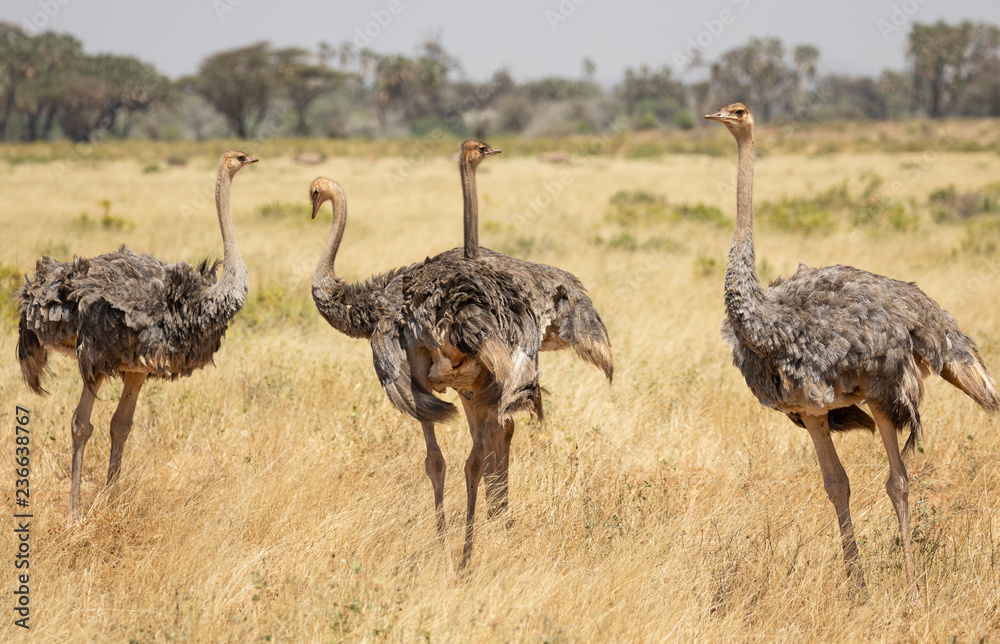 Naklejka premium Flock of four female Somali ostriches, Struthio camelus molybdophanes, in tall grass of the northern Kenya savannah with landscape in blurred background