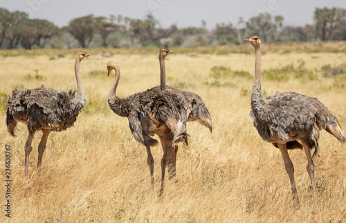 Flock of four female Somali ostriches, Struthio camelus molybdophanes, in tall grass of the northern Kenya savannah with landscape in blurred background