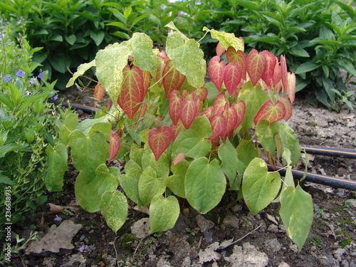 Epimedium x rubrum