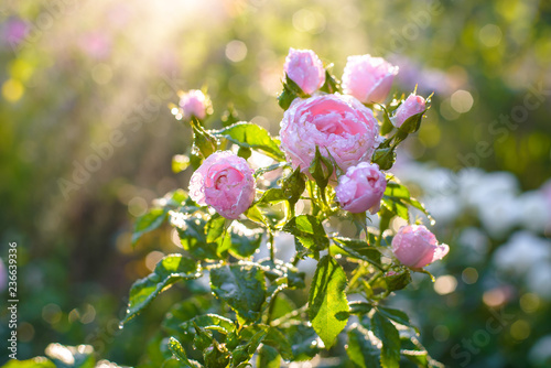  rose flower garden