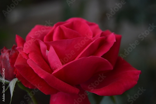 red rose