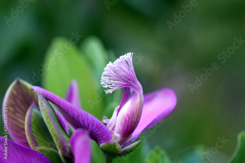 FIORE BELLO VIOLA photo