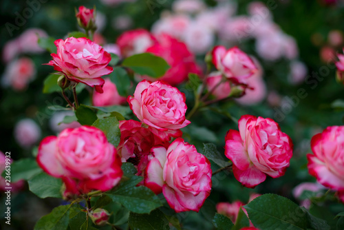  rose flower garden © yulia_romaniy88
