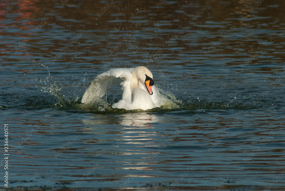 Fototapeta premium swan