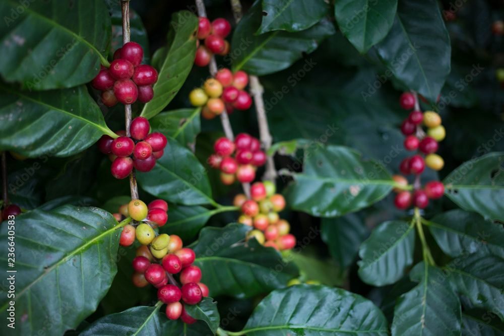 Red cherry Arabica coffee bean at at hill tribe village in northern part of Thailand. Arabica beans are grown in northern Thailand and robusta beans in the south. Red cherry Arabica coffee bean at at hill tribe village in northern part of Thailand. Arabica beans are grown in northern Thailand and robusta beans in the south.