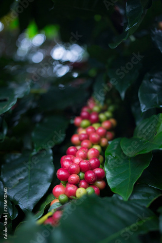 Red cherry Arabica coffee bean at at hill tribe village in northern part of Thailand. Arabica beans are grown in northern Thailand and robusta beans in the south.