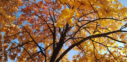golden autumn  maple