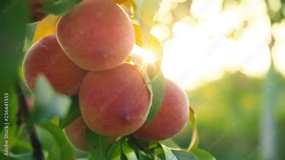 Big juicy peaches on the tree. Organic food for health. Fruits ripen in the sun. Vitamins. Orchard. Harvesting