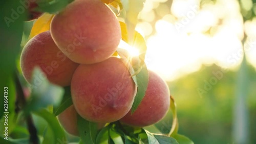 Big juicy peaches on the tree. Organic food for health. Fruits ripen in the sun. Vitamins. Orchard. Harvesting