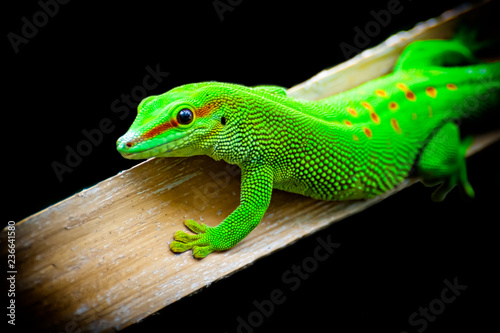 Murais de parede Green lizard close-up