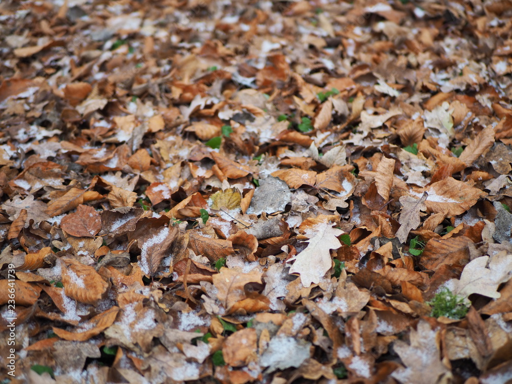 Leaf background photo, hoarfrost, snow on the leaves Leaf background photo, hoarfrost, snow on the leaves