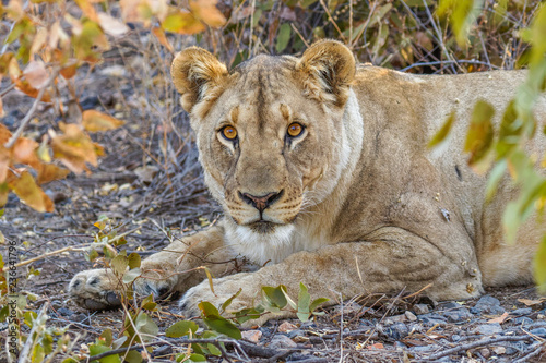 Female lion ( Panthera Leo) laying down, looking in the camera, Ongava Private Game Reserve ( neighbour of Etosha), Namibia.