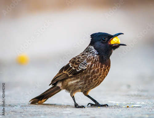 Red vented bulbul ready tro eat the yellow food , black headed bird found in Rajasthan india  photo