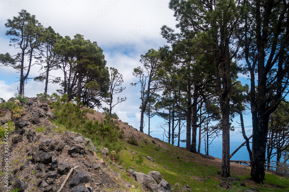 Nationalpark Caldera de Taburiente - Bäume auf dem Berg
