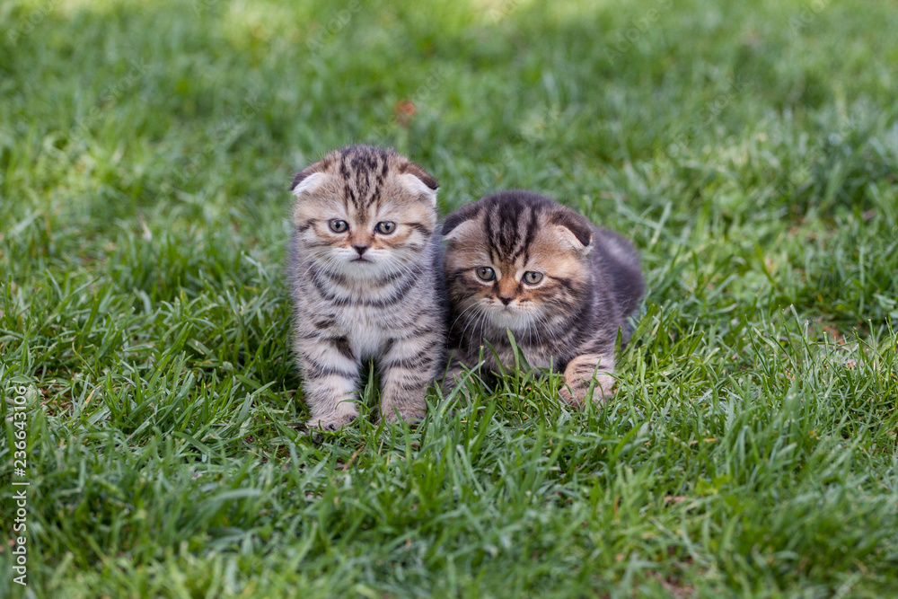 Scottish Fold kittens