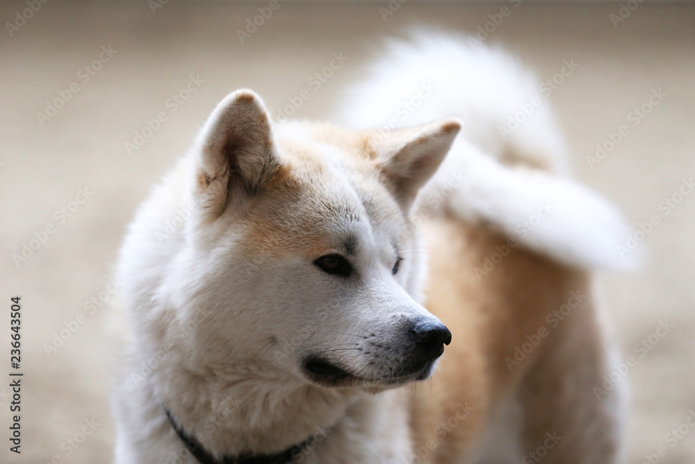 Head portrait of a young japanese adult akita inu dog