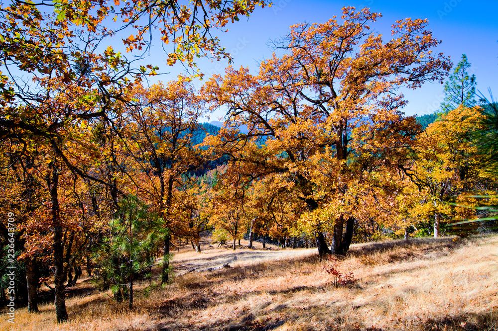 Naklejka premium East Road beside Trinity Lake, Northern California Nov. 11, 2018 _DSC1089