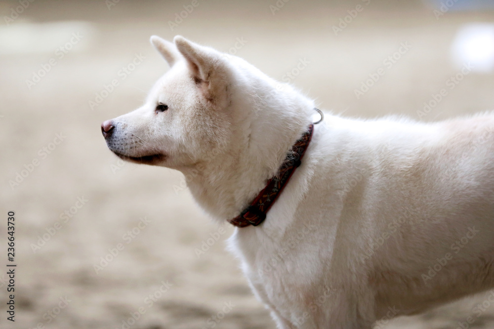 Head portrait of a young japanese adult akita inu dog Head portrait of a young japanese adult akita inu dog