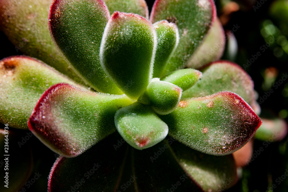 Echeveria setosa Echeveria setosa