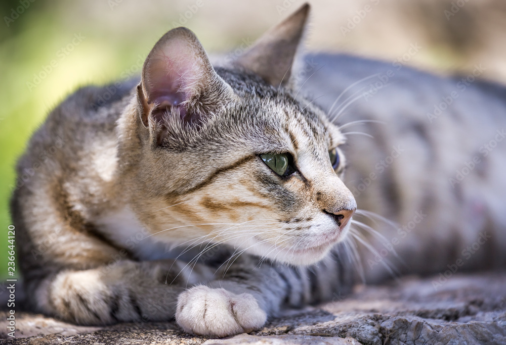 Cute domestic kitten Cute domestic kitten