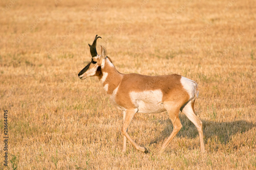 pronghorn antelope in wheat stubble pronghorn antelope in wheat stubble