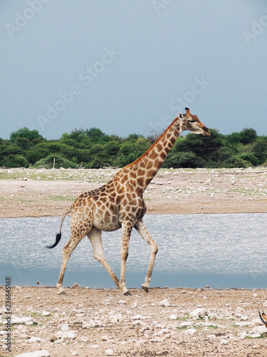 Namibia. One Giraffe in Etosha N.P.