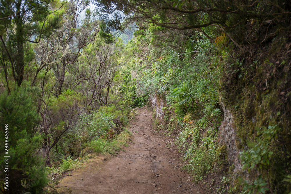 Camino hacia Chinamada, macizo de Anaga, Tenerife Camino hacia Chinamada, macizo de Anaga, Tenerife