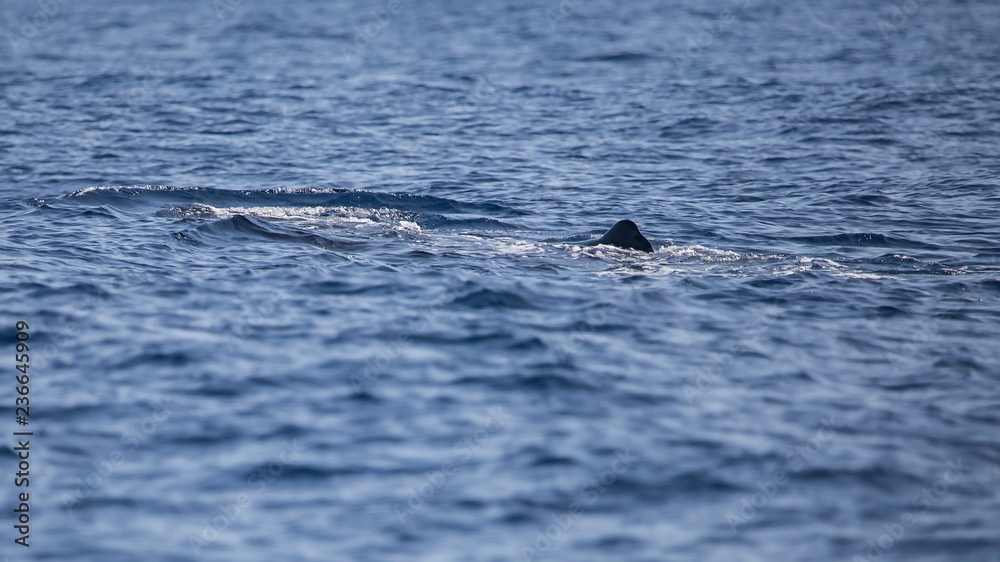 Fototapeta premium Cachalote en Tenerife, costa Adeje, islas canarias